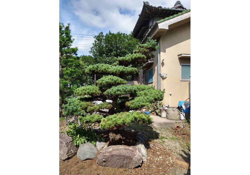 五葉　前